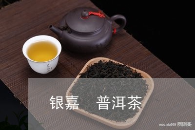 银嘉 普洱茶/2023042954894